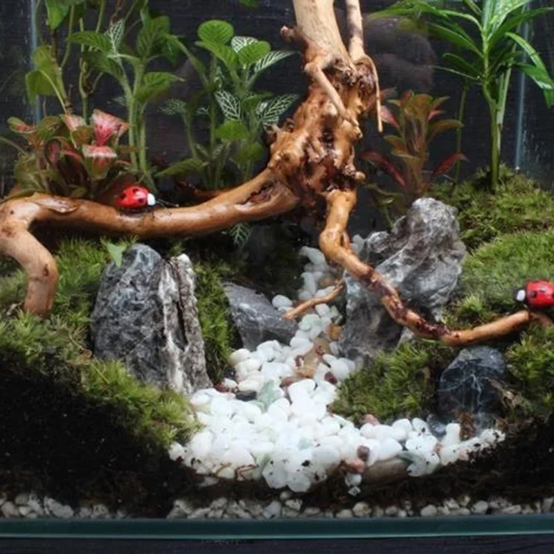 Natural Tree Trunk Driftwood A - Aquarium Plant Roots review and price