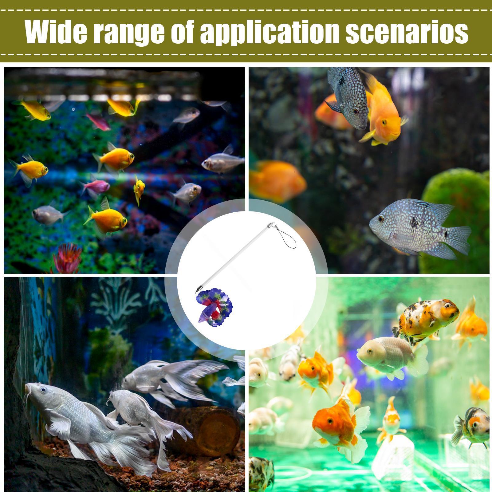 Betta Training Wand Interactiv - Planted Aquarium For Beginners review and price