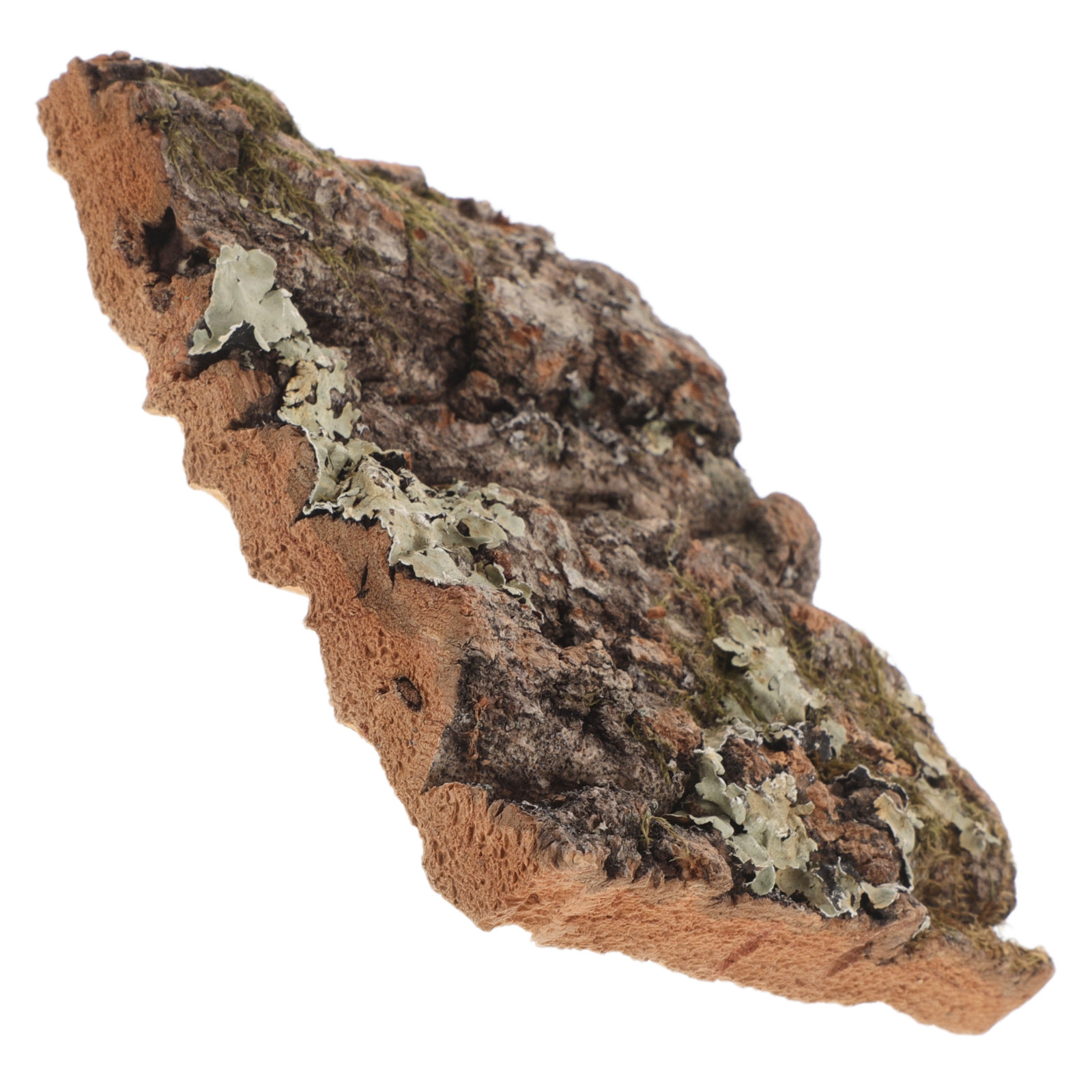 Cork Bark Tree Bark for Reptil - Aquarium Planted Wall review and price