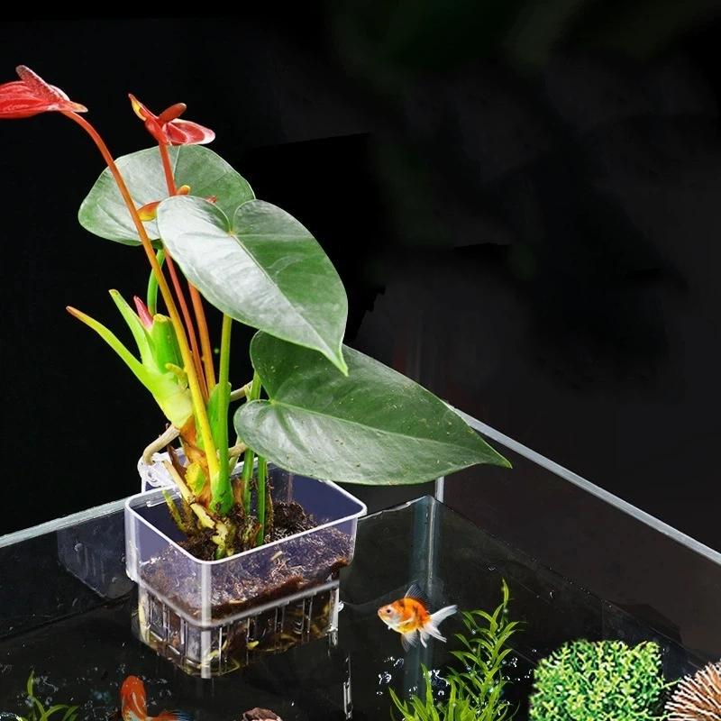 Clear Hangable Aquarium Plant  - Aquarium Plant Easy To Grow review and price