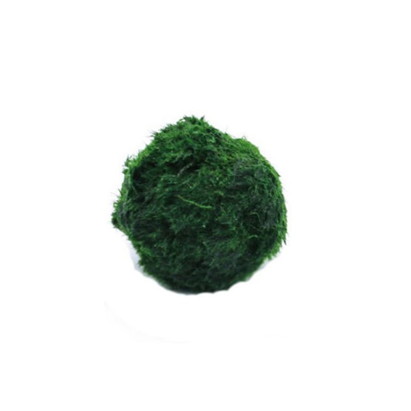 Marimo Moss Balls Live Aquariu - Aquarium Plant Roots review and price