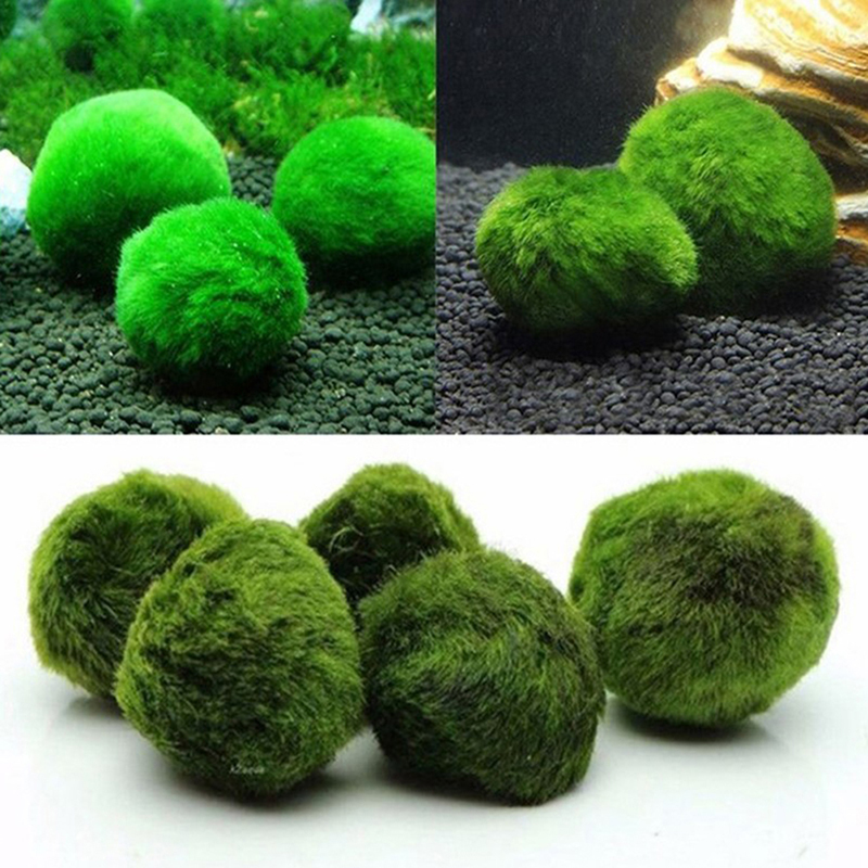Marimo Moss Balls Live Aquariu - Aquarium Plant Roots review and price
