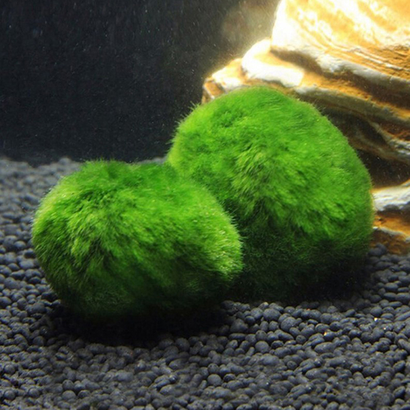 Marimo Moss Balls Live Aquariu - Aquarium Plant Roots review and price