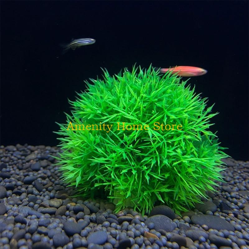 F26C Aquatic Plants Marimo for - Aquarium Plant Roots review and price