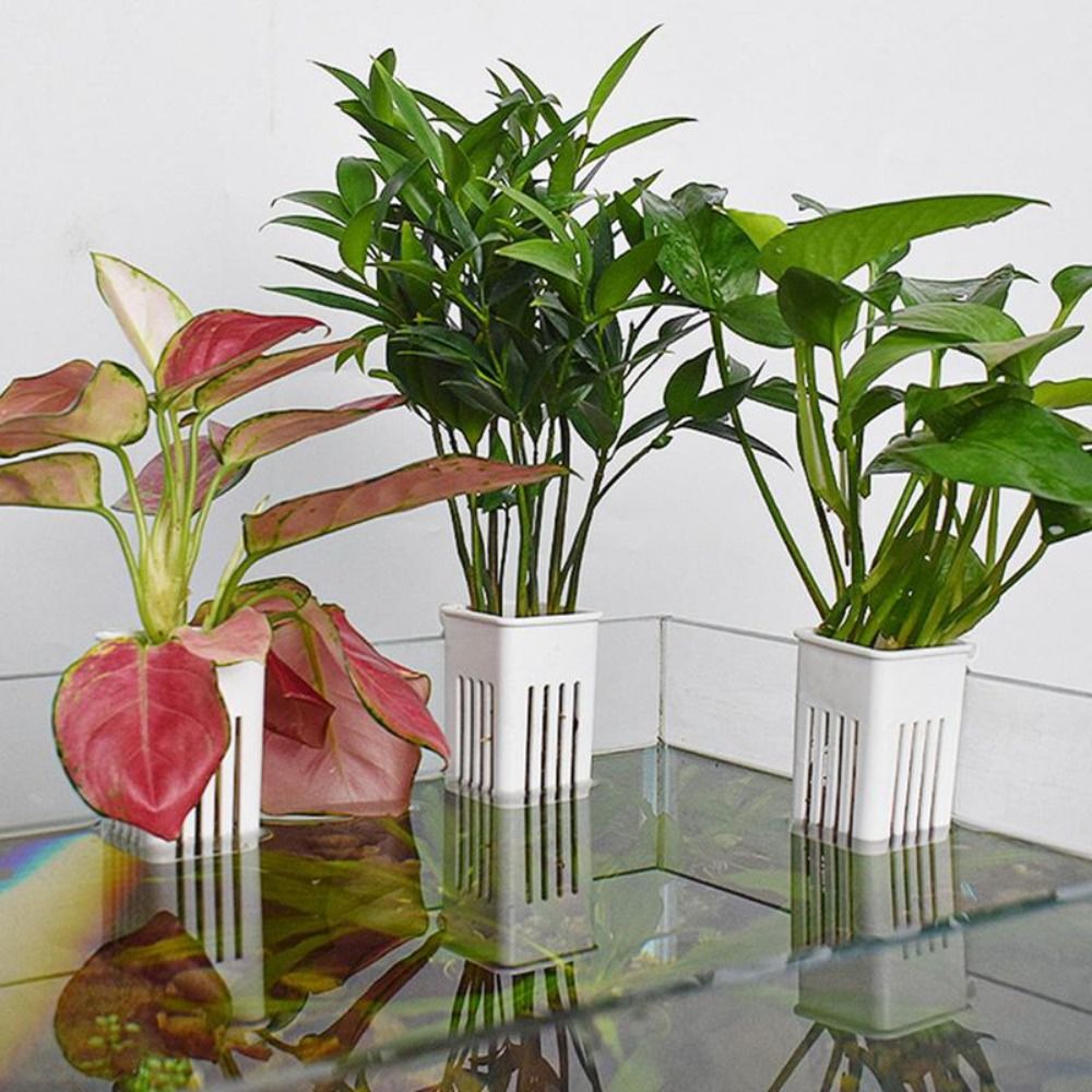 Plastic Aquarium Plant Basket  - Aquarium Plant Easy To Grow review and price