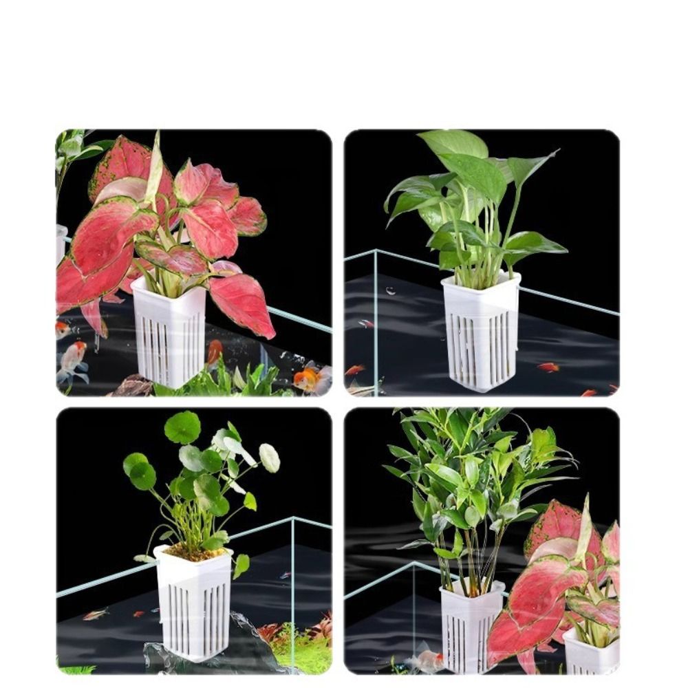 Plastic Aquarium Plant Basket  - Aquarium Plant Easy To Grow review and price