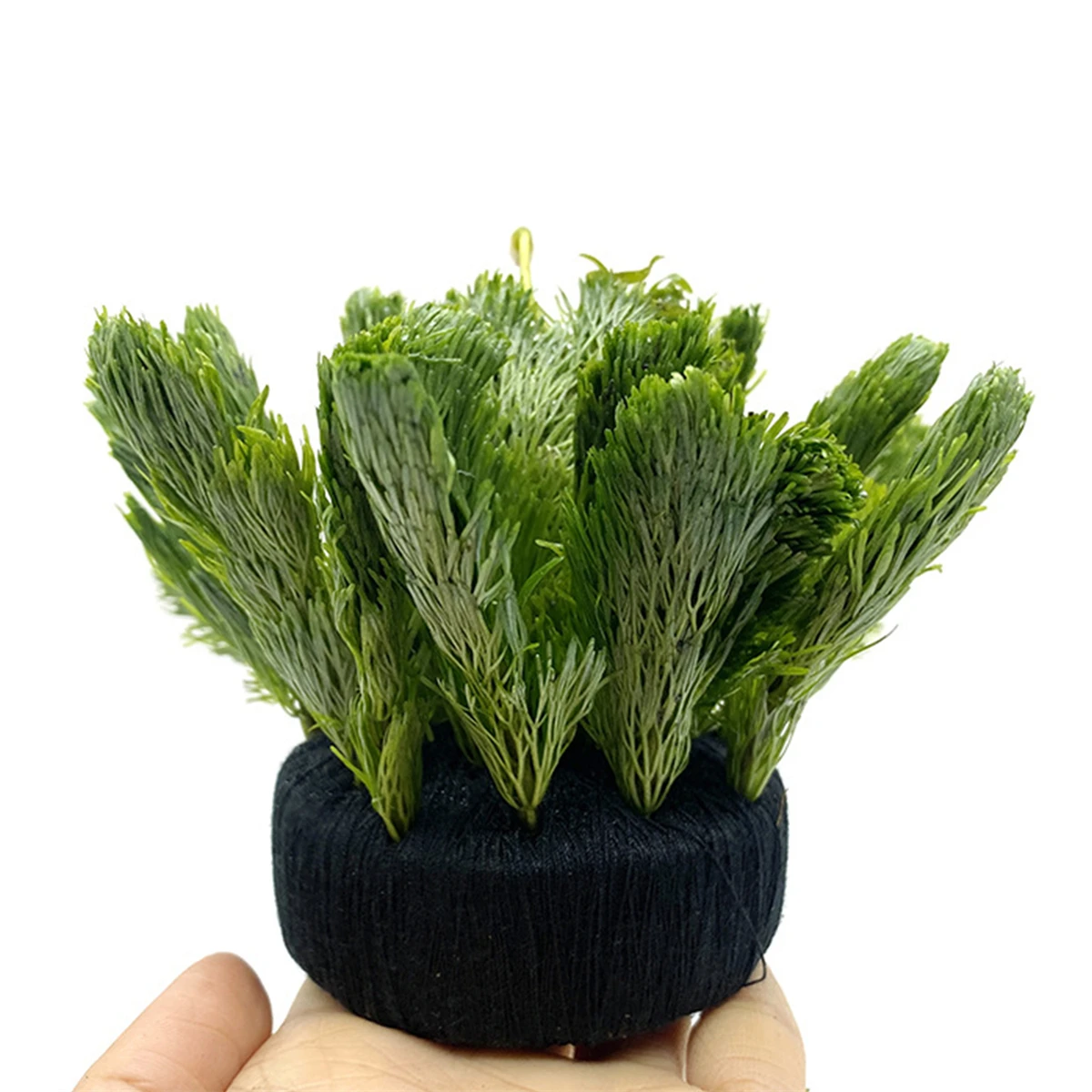 5Pcs Black Fish Tank Water Gra - Aquarium Plant Roots review and price
