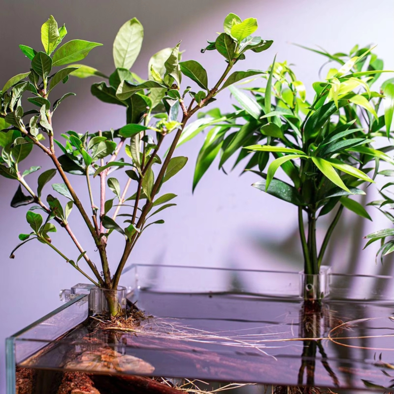 Hot Sale 6pcs Clear Aquarium P - Aquarium Plants For Sale review and price